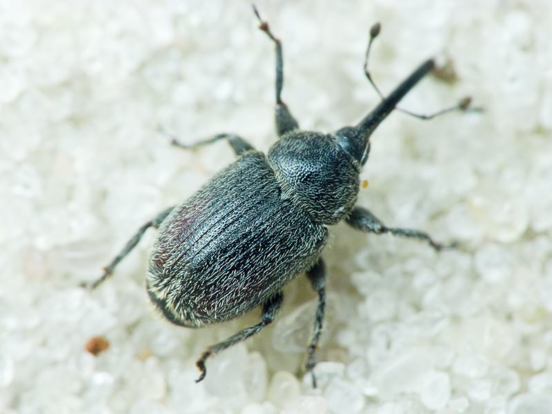 Rhinusa asellus (Gravenhorst, 1807)